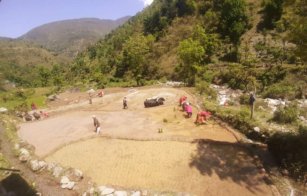 बाग्लुङ जिल्लाभर ४० प्रतिशत मात्रै रोपाई  सकियो,