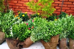 ढोरपाटन नगरपालिकाले नगरका कृषकलाई १२ हजार फलफूलका विरुवा बाँड्यो