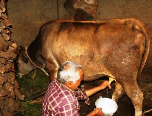 गाईले नब्याउँदै दूध दिन थालेपछि सबै दङ्ग..