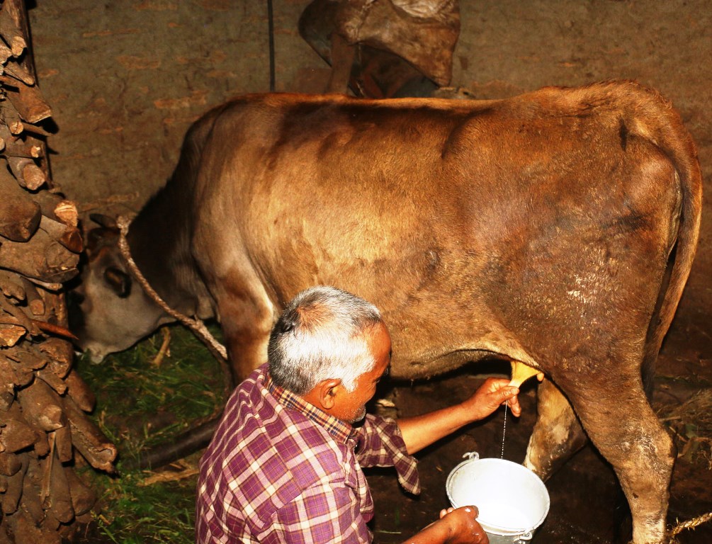 गाईले नब्याउँदै दूध दिन थालेपछि सबै दङ्ग..