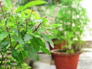 आज निर्जला एकादशी, घरघरमा तुलसीको दल राखिँदै