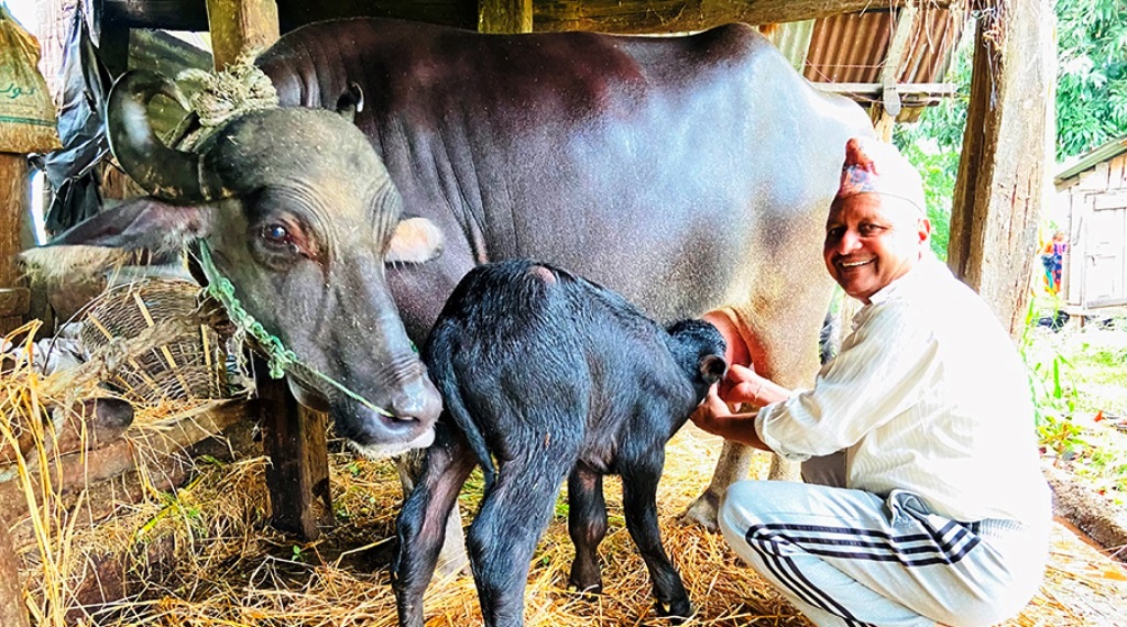 दूध दिइरहेको भैंसी ब्याएपछि किसान अचम्मित…!