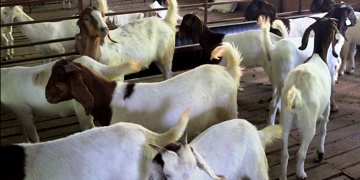 विदेशमा ठक्करै ठक्कर,गाउँ फर्किएर राम्रो आम्दानी लिन बाख्रापालन सुरु