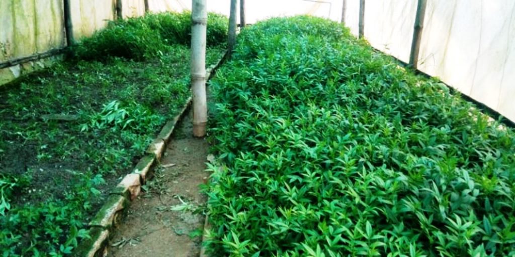 निसीखोला ५ का किसानलाई १ हजार टिमुरका विरुवा वितरण