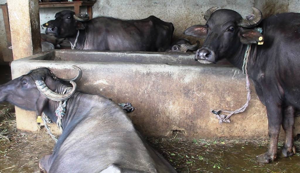 गुल्मीका युवाले भैंसीपालन व्यवसाय गरेर राम्रो आम्दानी गर्दै