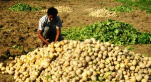 बागलुङमा बर्षे आलुले पाएन बजार, किसान चिन्तित