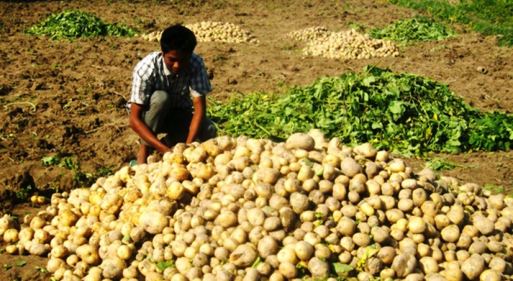 बागलुङमा बर्षे आलुले पाएन बजार, किसान चिन्तित
