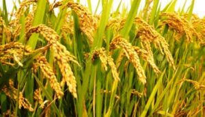 विश्वको एक प्रमुख अन्न बाली-धान