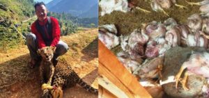बडिगाडको कुखुरा खोरमा छिरेको चितुवा गर्धनमा समातेर नियन्त्रणमा