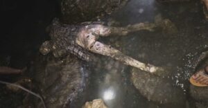 बागलुङको तमानखोला १ बोंगादोभान बजार नजिकै बेवारिसे शव भेटियो