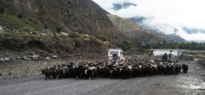 च्याङ्ग्राको मूल्य ४० हजार पुग्यो, लोकल कुखुरा बन्यो विकल्प