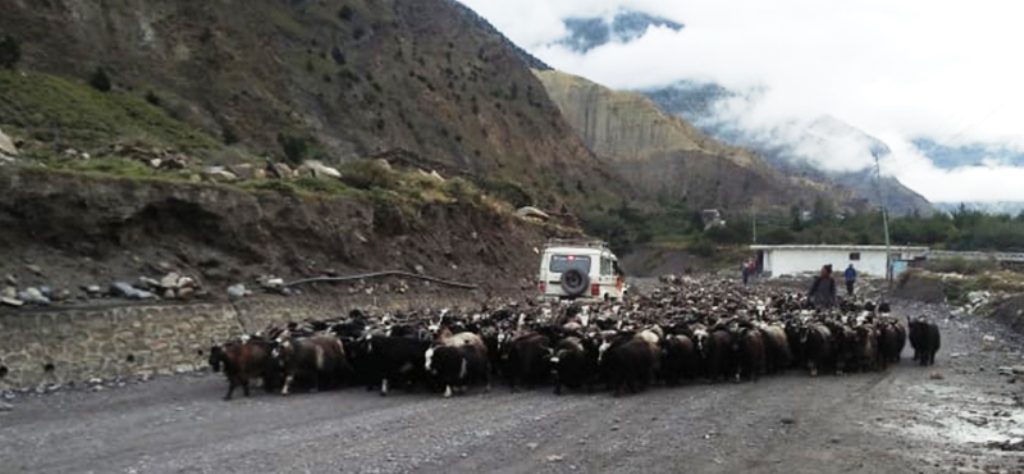 च्याङ्ग्राको मूल्य ४० हजार पुग्यो, लोकल कुखुरा बन्यो विकल्प
