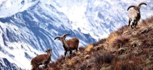ढोरपाटन सिकार आरक्षमा यस वर्षको दोस्रो सिकारयाम सुरु