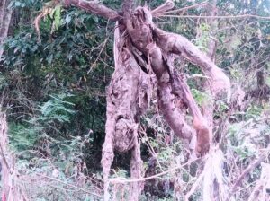 गुल्मीको कालीगण्डकीमा खन्युको रुखमा बेवारिसे शब फेला
