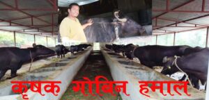जैमिनीका हमाललाई गाउँमा सुरु गरिएको पशु उद्यमले विर्सायो विदेशको यात्रा