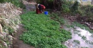 बागलुङको रातामातामा सुरु गरियो खोले सागको व्यावसायिक खेती