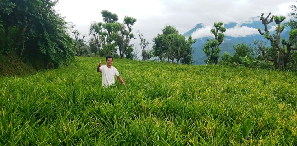 ढोरपाटन २ खल्वाङका क्षेत्री अदुवा खेतीबाट मासिक पचास हजार आम्दानी गदैँ