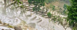 असिना पानीले अन्नबाली सखाप