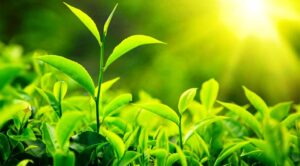 बागलुङको  ताराखोला अमरभूमि र काठेखोला रेशमा  फस्टाउँदै चियाखेती
