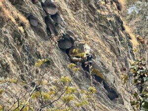 कास्कीको लान्द्रुकको महभिरमा यस वर्षपनि भीर मौरीको मह काढ्ने महोत्सव हुदै