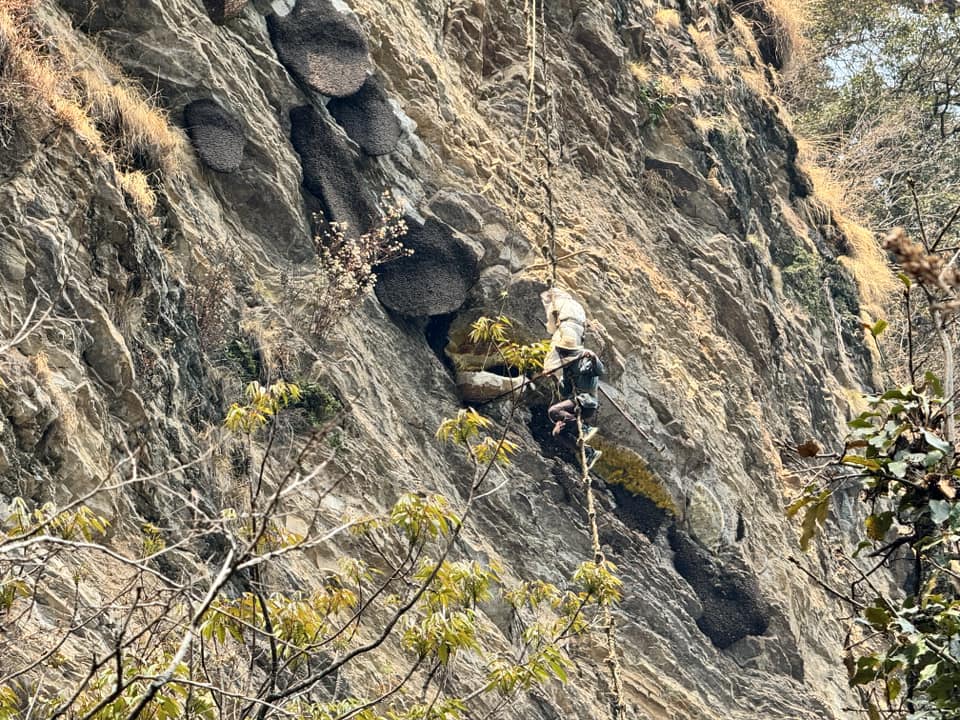 कास्कीको लान्द्रुकको महभिरमा यस वर्षपनि भीर मौरीको मह काढ्ने महोत्सव हुदै