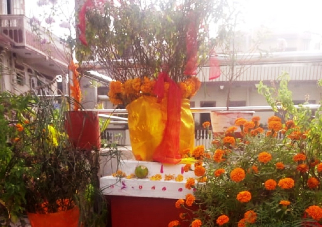 आज हरिबोधिनी एकादशी : तुलसीको व्रत र विशेष पूजा