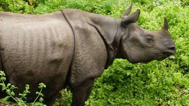 गैंडाको आक्रमणबाट एक महिला घाइते