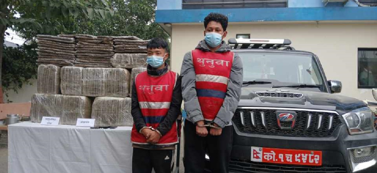 स्कारपियोबाट २० लाख रुपैयाँ बराबरको १ सय ५५ केजी गाँजासहित दुई जना पक्राउ