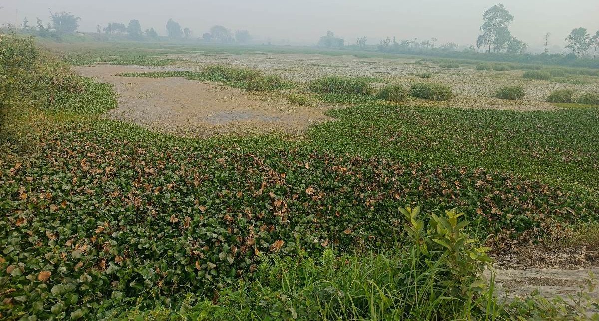 आज विश्व सिमसार दिवस मनाइँदै
