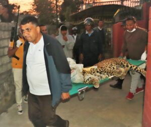 पोखरामा घरको कम्पाउन्डभित्र चितुवा, सफल उद्दार
