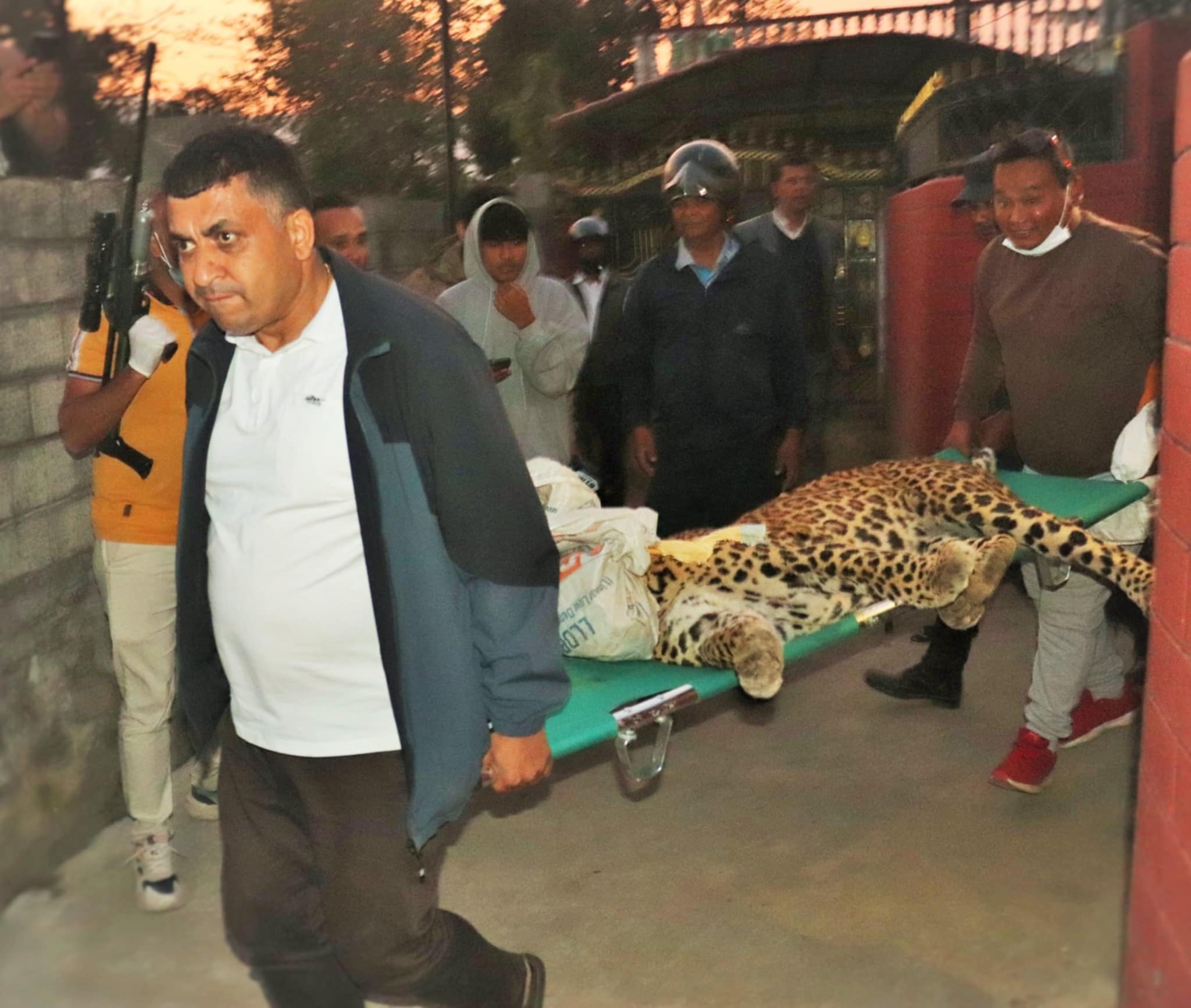 पोखरामा घरको कम्पाउन्डभित्र चितुवा, सफल उद्दार
