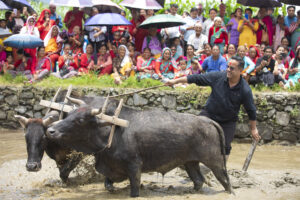 हेमजामा असार १५ गते पाचौं हिले महोत्सव हुने