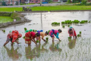आज असार १५ धान दिवस पोखराका बिभिन्न ठाउँमा रोपाई महोत्सव हुदै