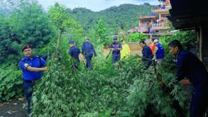 पोखरामा  अवैध गाँजा खेती फडानी गरी नष्ट