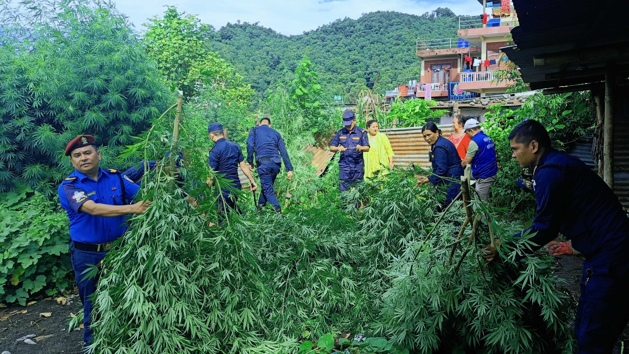 पोखरामा  अवैध गाँजा खेती फडानी गरी नष्ट